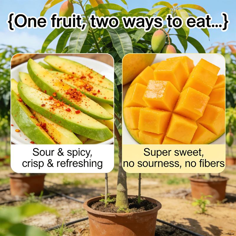 ❤‍🔥Non-GMO Mango Seeds for Home Garden Fast Germination & Easy Growing-YOY