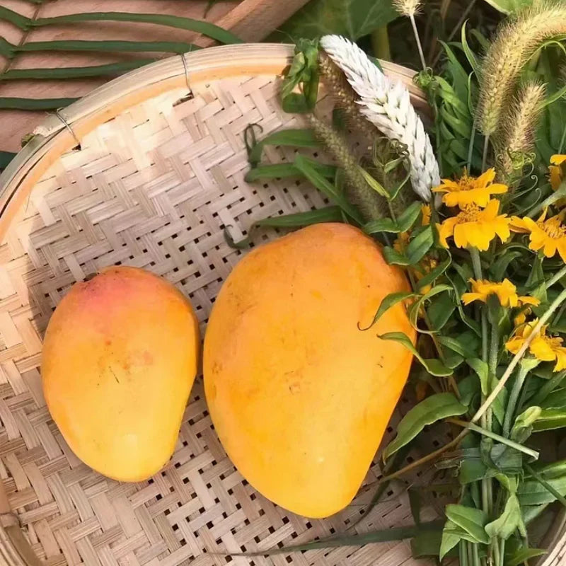 ❤‍🔥Non-GMO Mango Seeds for Home Garden Fast Germination & Easy Growing-YOY