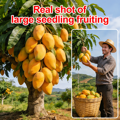 ❤‍🔥Non-GMO Mango Seeds for Home Garden Fast Germination & Easy Growing-YOY