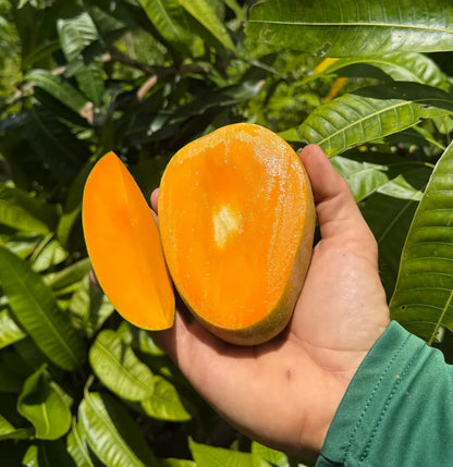 ❤‍🔥Non-GMO Mango Seeds for Home Garden Fast Germination & Easy Growing-YOY
