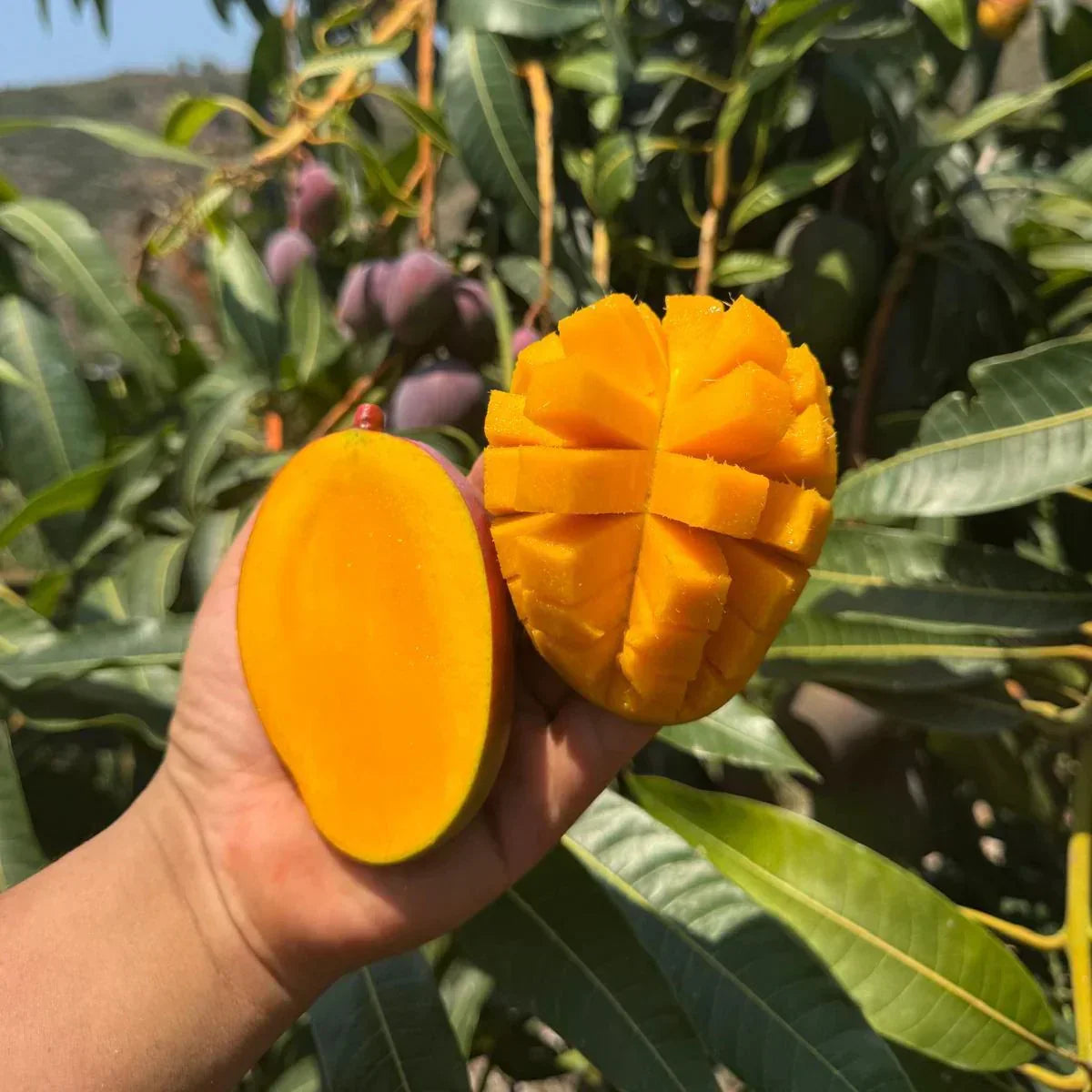 ❤‍🔥Non-GMO Mango Seeds for Home Garden Fast Germination & Easy Growing-YOY